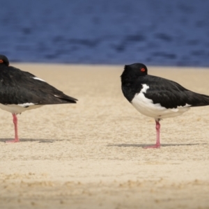 Haematopus longirostris (Australian Pied Oystercatcher) at Yuraygir, NSW by trevsci