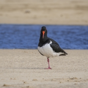 Haematopus longirostris at Yuraygir, NSW - suppressed