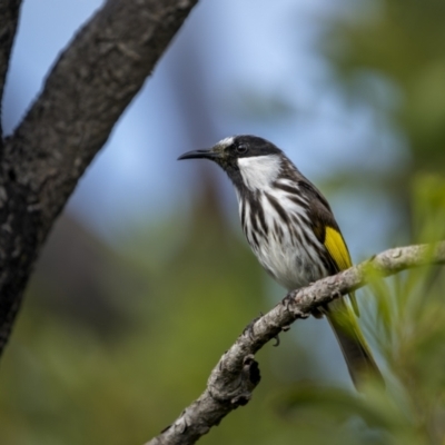 Phylidonyris niger (White-cheeked Honeyeater) at Yuraygir National Park - 25 Aug 2023 by trevsci