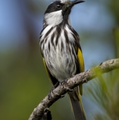 Phylidonyris niger at Yuraygir, NSW - 25 Aug 2023