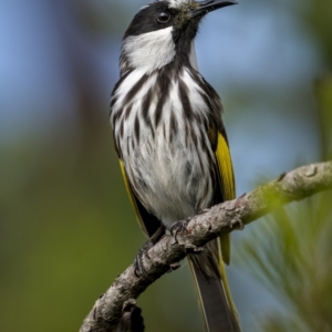 Phylidonyris niger at Yuraygir, NSW - 25 Aug 2023