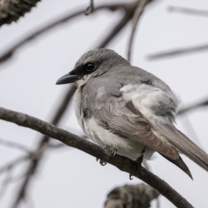 Coracina papuensis at Yuraygir, NSW - 25 Aug 2023