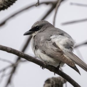 Coracina papuensis at Yuraygir, NSW - 25 Aug 2023 09:37 AM