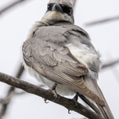 Coracina papuensis at Yuraygir, NSW - 25 Aug 2023