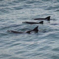 Tursiops truncatus (Bottlenose Dolphin) at Yuraygir, NSW - 25 Aug 2023 by trevsci