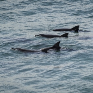 Tursiops truncatus at Yuraygir National Park - 25 Aug 2023 09:59 AM