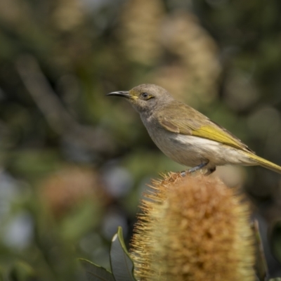 Lichmera indistincta (Brown Honeyeater) at Yuraygir National Park - 25 Aug 2023 by trevsci