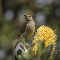 Lichmera indistincta at Yuraygir, NSW - 25 Aug 2023 11:06 AM