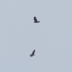 Aquila audax (Wedge-tailed Eagle) at Hume, ACT - 27 Aug 2023 by RodDeb