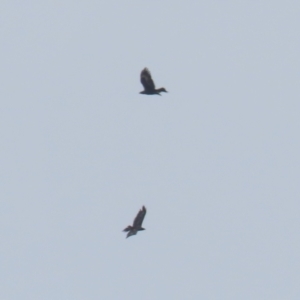 Aquila audax at Hume, ACT - 27 Aug 2023 11:45 AM