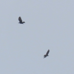 Aquila audax at Hume, ACT - 27 Aug 2023 11:45 AM