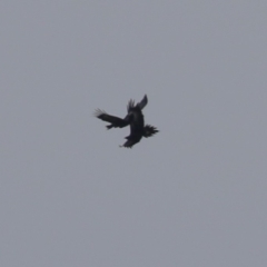 Aquila audax at Hume, ACT - 27 Aug 2023