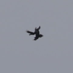 Aquila audax at Hume, ACT - 27 Aug 2023 11:45 AM