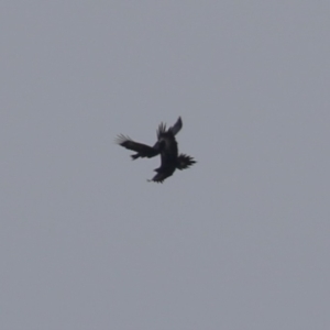 Aquila audax at Hume, ACT - 27 Aug 2023