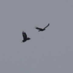 Aquila audax at Hume, ACT - 27 Aug 2023 11:45 AM