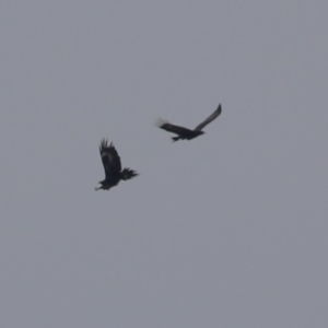 Aquila audax at Hume, ACT - 27 Aug 2023 11:45 AM