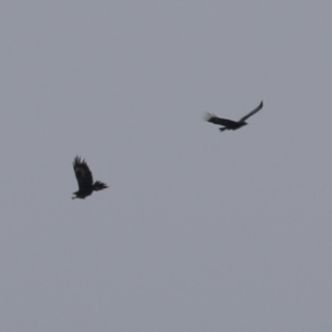 Aquila audax at Hume, ACT - 27 Aug 2023 11:45 AM