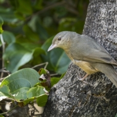 Colluricincla rufogaster (Rufous Shrikethrush) at Yuraygir National Park - 25 Aug 2023 by trevsci