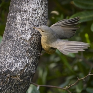 Colluricincla rufogaster at Yuraygir, NSW - 25 Aug 2023