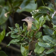 Colluricincla rufogaster at Yuraygir, NSW - 25 Aug 2023