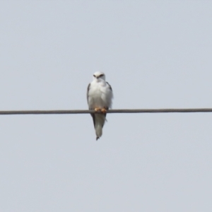 Elanus axillaris at Symonston, ACT - 27 Aug 2023