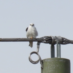 Elanus axillaris at Symonston, ACT - 27 Aug 2023