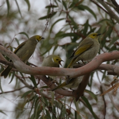 Ptilotula penicillata (White-plumed Honeyeater) at Symonston, ACT - 27 Aug 2023 by RodDeb