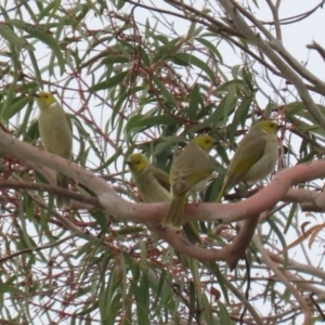 Ptilotula penicillata at Symonston, ACT - 27 Aug 2023