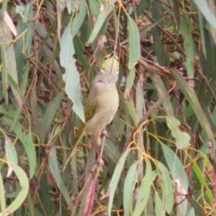 Ptilotula penicillata at Symonston, ACT - 27 Aug 2023 12:31 PM