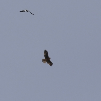 Hieraaetus morphnoides (Little Eagle) at Symonston, ACT - 27 Aug 2023 by RodDeb