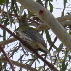 Oriolus sagittatus (Olive-backed Oriole) at Symonston, ACT - 27 Aug 2023 by RodDeb