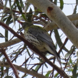 Oriolus sagittatus at Symonston, ACT - 27 Aug 2023 01:05 PM