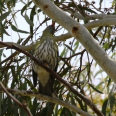 Oriolus sagittatus at Symonston, ACT - 27 Aug 2023 01:05 PM