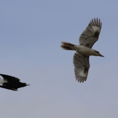 Dacelo novaeguineae (Laughing Kookaburra) at Symonston, ACT - 27 Aug 2023 by RodDeb