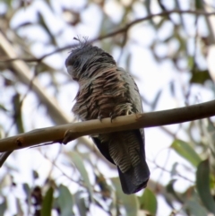 Callocephalon fimbriatum (Gang-gang Cockatoo) at Hughes Grassy Woodland - 27 Aug 2023 by LisaH