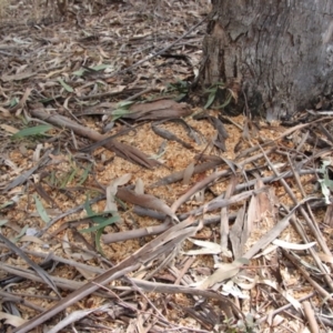 Callocephalon fimbriatum at Deakin, ACT - 27 Aug 2023