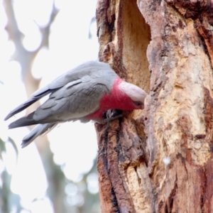 Eolophus roseicapilla at Hughes, ACT - 27 Aug 2023