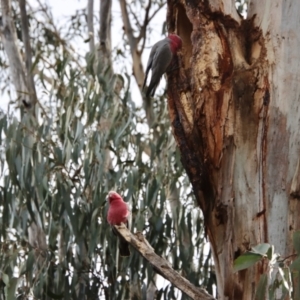 Eolophus roseicapilla at Hughes, ACT - 27 Aug 2023