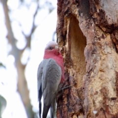 Eolophus roseicapilla at Hughes, ACT - 27 Aug 2023