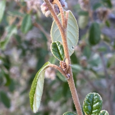 Pomaderris betulina subsp. betulina (Birch Pomaderris) at Tidbinbilla Nature Reserve - 26 Aug 2023 by RAllen