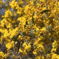 Acacia buxifolia subsp. buxifolia (Box-leaf Wattle) at Lower Cotter Catchment - 19 Aug 2023 by dgb900