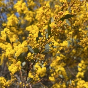 Acacia buxifolia subsp. buxifolia at Cotter River, ACT - 19 Aug 2023 10:54 AM