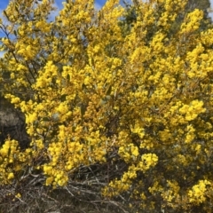 Acacia buxifolia subsp. buxifolia at Cotter River, ACT - 19 Aug 2023 10:54 AM