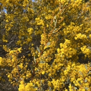 Acacia buxifolia subsp. buxifolia at Cotter River, ACT - 19 Aug 2023 10:54 AM