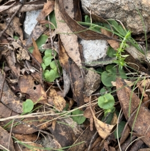 Corybas sp. at suppressed - suppressed