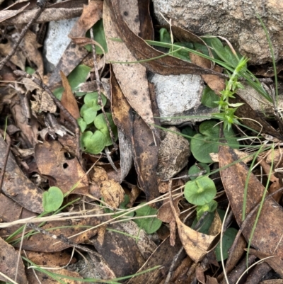 Corybas sp. (A Helmet Orchid) at Brindabella National Park - 27 Aug 2023 by dgb900