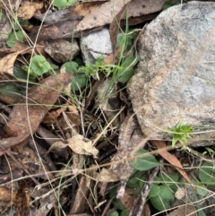 Corybas sp. at suppressed - suppressed