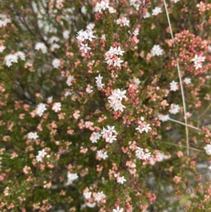 Leionema lamprophyllum subsp. obovatum at Uriarra, NSW - 27 Aug 2023