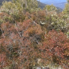 Leionema lamprophyllum subsp. obovatum at Uriarra, NSW - 27 Aug 2023