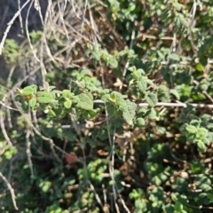 Cistus salviifolius at Bonner, ACT - 26 Aug 2023